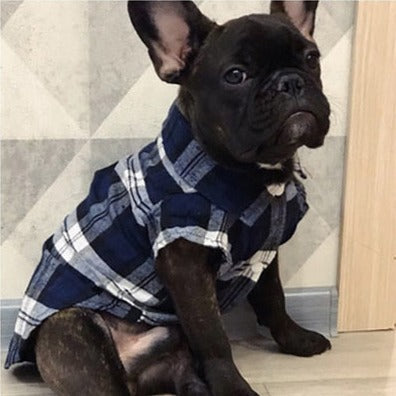 Camisa Xadrez Pet Estilo Britânico