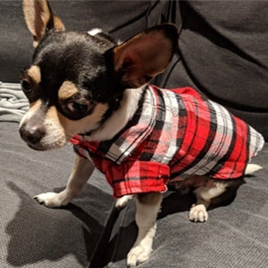 Camisa Xadrez Pet Estilo Britânico