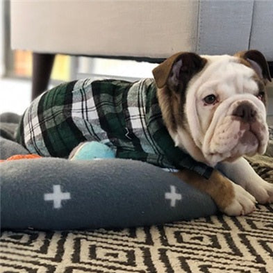 Camisa Xadrez Pet Estilo Britânico